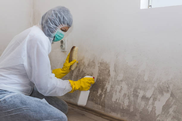 Best Biohazard Mold Removal  in Tower Lakes, IL