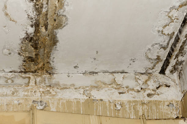 Best Mold Remediation for Healthcare Facilities  in Tower Lakes, IL