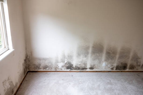 Best Attic Mold Removal  in Tower Lakes, IL