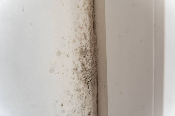 Best Mold Damage Restoration  in Tower Lakes, IL